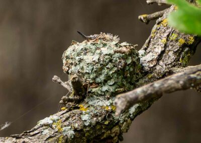 A well-camouflaged hummingbird on a lichen-covered branch.