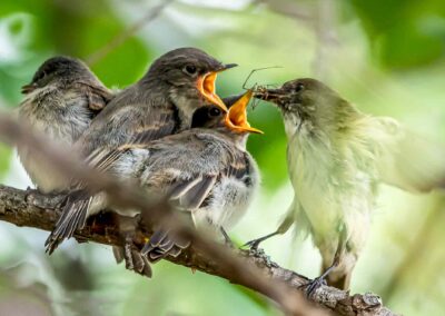 A bird feeding its chicks on a tree branch.