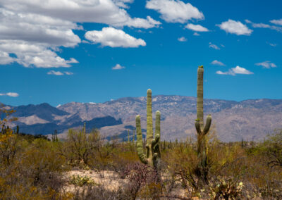 Two saguaro cacti in a desert landscape with mountains and blue sky.
