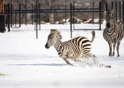 A zebra running energetically through the snow.