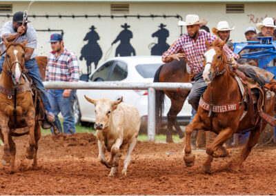 Cowboy riding horse and chasing a calf in a rodeo event.