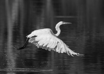 A graceful heron spreading its wings over water.