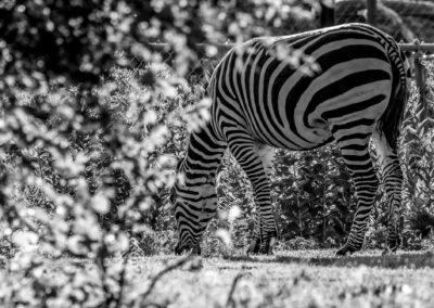 A zebra grazing in a natural environment in black and white.