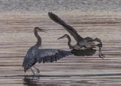 Two herons at water's edge, one taking flight and one spreading wings.