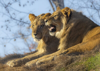 Two lions resting on a sunny hill, one yawning.