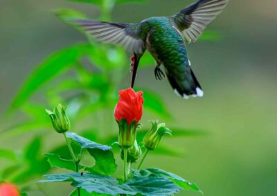 A hummingbird hovers near a red flower, wings blurred in motion.