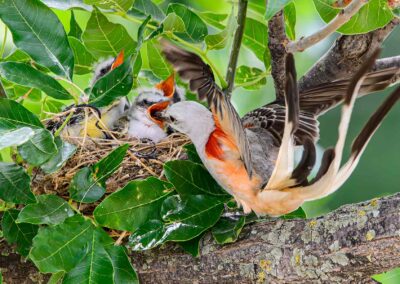 A bird feeding its chicks in a nest surrounded by green leaves.