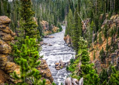 A flowing river surrounded by dense evergreen trees in a forested canyon.