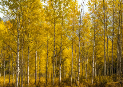 Tall trees with bright yellow autumn leaves in a forest.