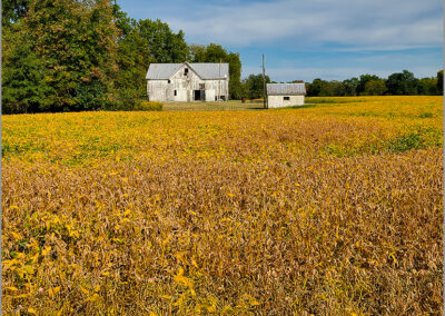 A white farmhouse stands behind a vast golden field under a blue sky.