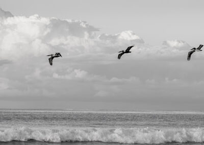 Two birds flying over the ocean under a cloudy sky in black and white.