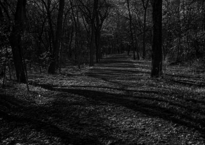 A dark, shadowy forest path with tall trees casting long shadows.