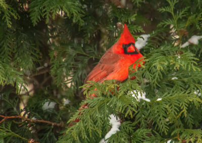 A vibrant red cardinal perched among green pine branches.