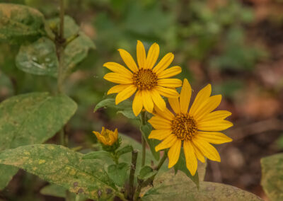 Two bright yellow flowers blooming with green leaves.