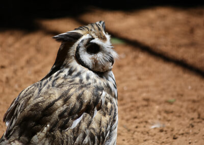 A close-up of a long-eared owl with distinctive feather tufts.
