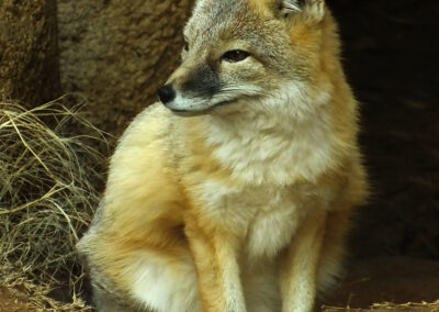 A golden jackal sitting calmly on the ground near a rocky area.