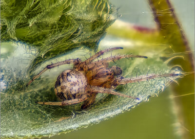 Close-up of a spider resting on a leaf with a blurred green background.