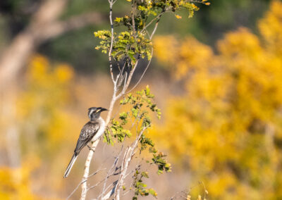A bird perched on a small tree branch with a yellow and green blurred background.