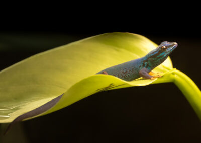 A colorful lizard resting on a bright green leaf against a dark background.