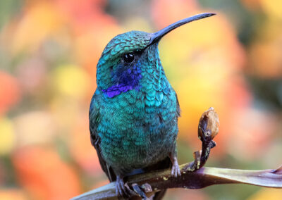 A vibrant turquoise hummingbird perched on a branch with a colorful blurred background.