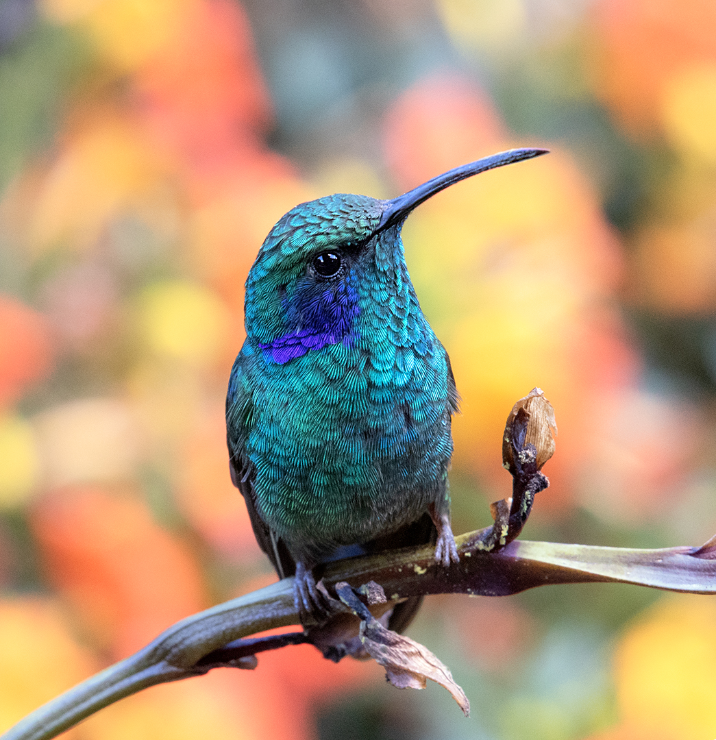 A vibrant turquoise hummingbird perched on a branch with a colorful blurred background.