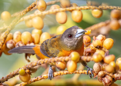 A colorful bird eating berries from a branch.