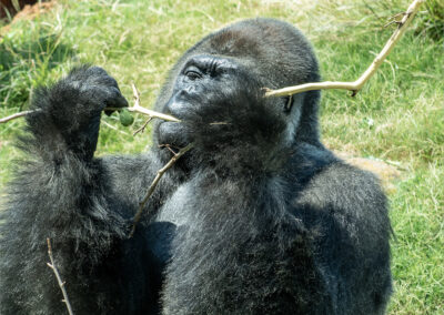 Gorilla uses sticks, possibly as tools or for play in a grassy area.