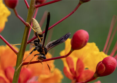 A wasp perched on a vibrant red and yellow flower branch.