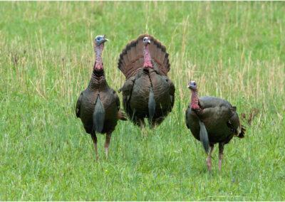 Three wild turkeys standing in a grassy field.