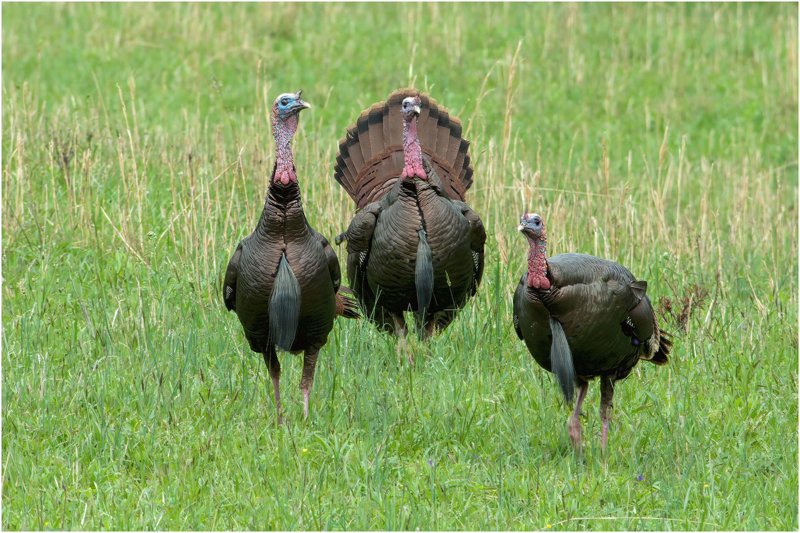 Three wild turkeys standing in a grassy field.