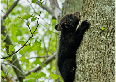 A black bear cub climbing up a tree in a green forest.