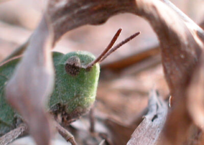 Close-up of a green insect with long antennae on a dry leaf.