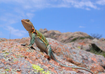 A colorful lizard on a rocky surface under a blue sky.