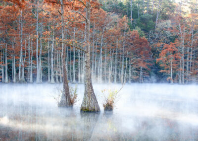 Foggy morning in a forest with autumn-colored trees over water.