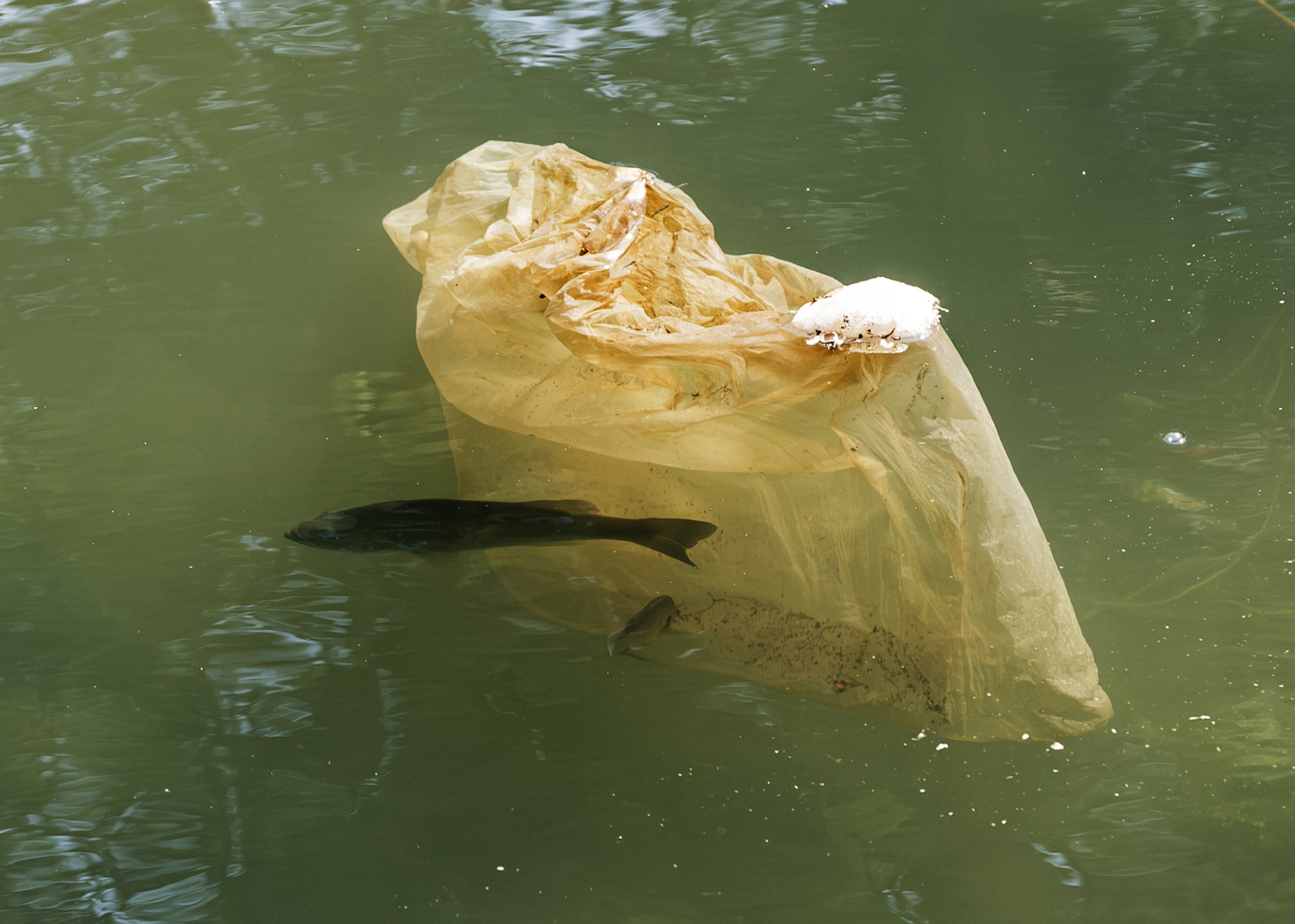 Fish swimming near a floating plastic bag in water.