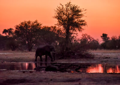 Elephant near a waterhole at sunset in a savanna landscape.