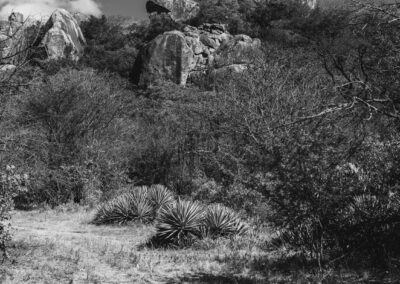 Black and white landscape with rocky hills and desert plants.