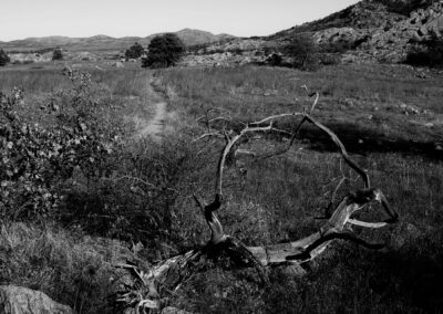 Black and white photo of a rural landscape with a fallen tree branch.