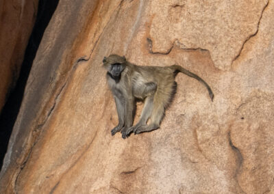 A baboon clings to a rocky cliff face.