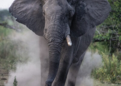 Elephant walking through a dusty path with ears spread wide.
