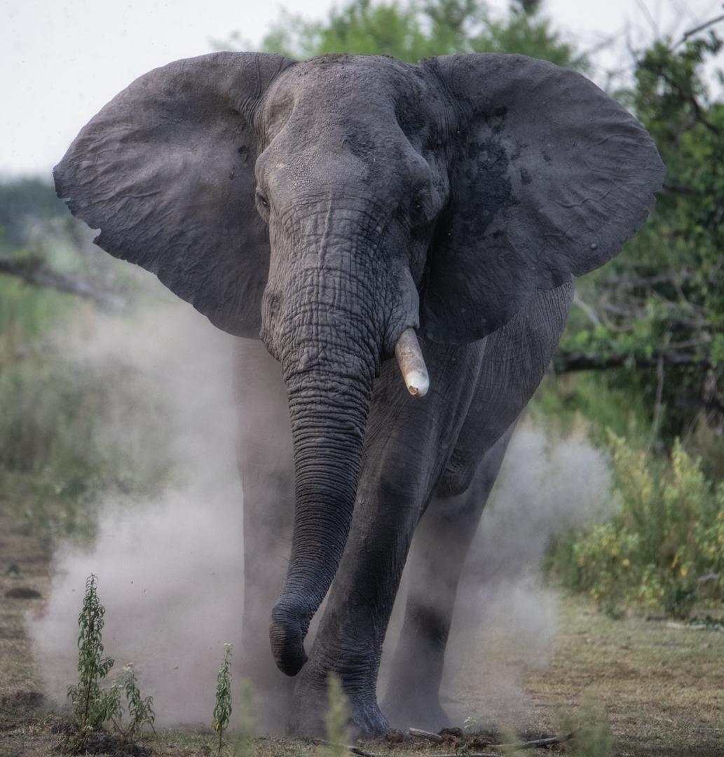 An elephant kicking up dust while walking in a natural habitat.