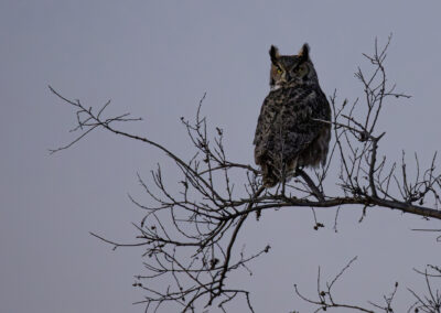 A great horned owl perched on a bare tree branch at dusk.
