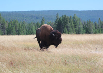 A bison standing in a grassy field with trees and hills in the background.