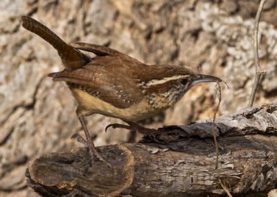 A brown bird holding a worm in its beak on a tree branch.