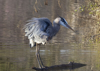A great blue heron standing on a log in calm water.