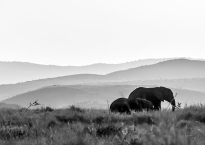 Two elephants walking in a grassy landscape with misty hills in the background.